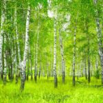 Принт для фотообоев «Березовый лес» — изображение 2