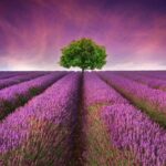 Принт для фотообоев «Лавандовое поле и дерево» — изображение 2