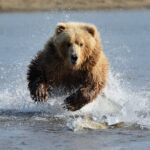 Принт для фотообоев «Мишка на охоте» — изображение 2